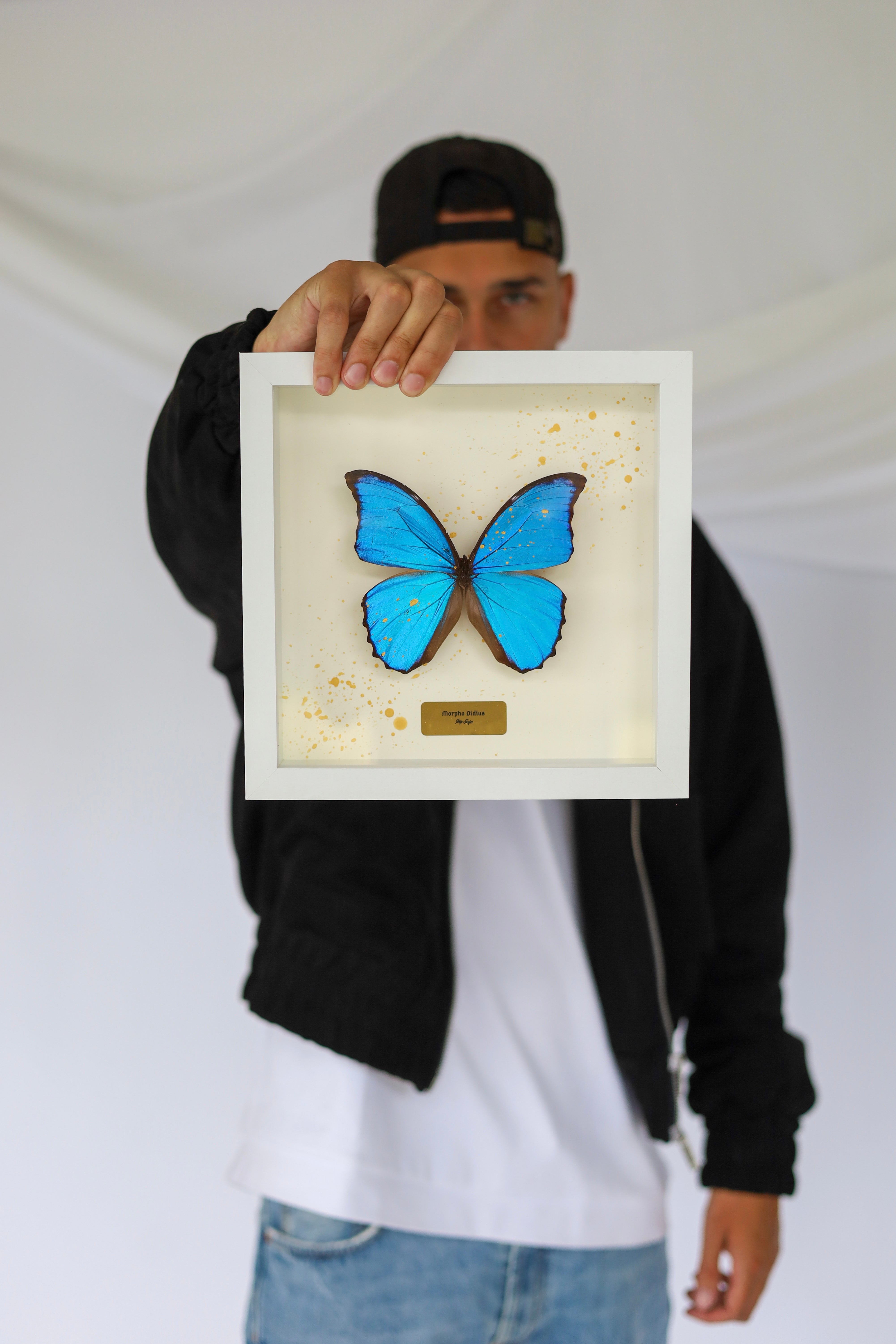 Morpho Didius - White Frame (Limited Edition)