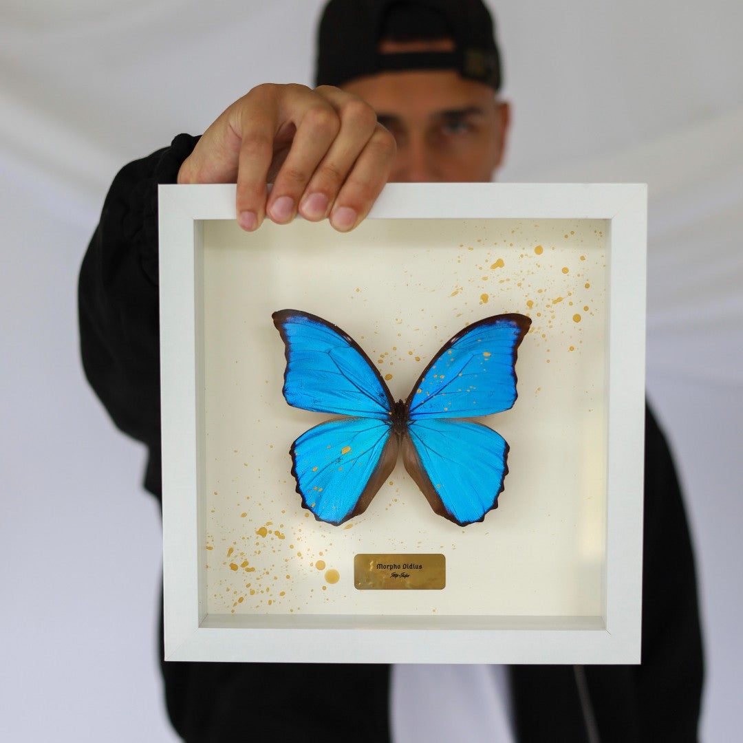 Morpho Didius - White Frame (Limited Edition)