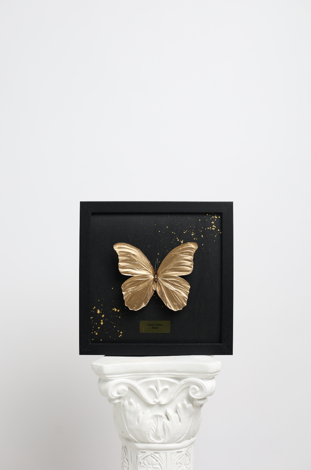 Morpho Didius - Gold