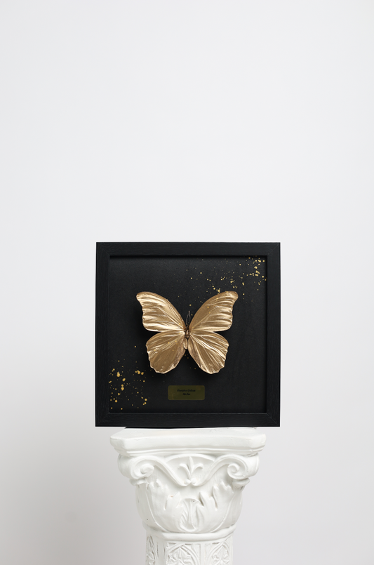 Morpho Didius - Goud