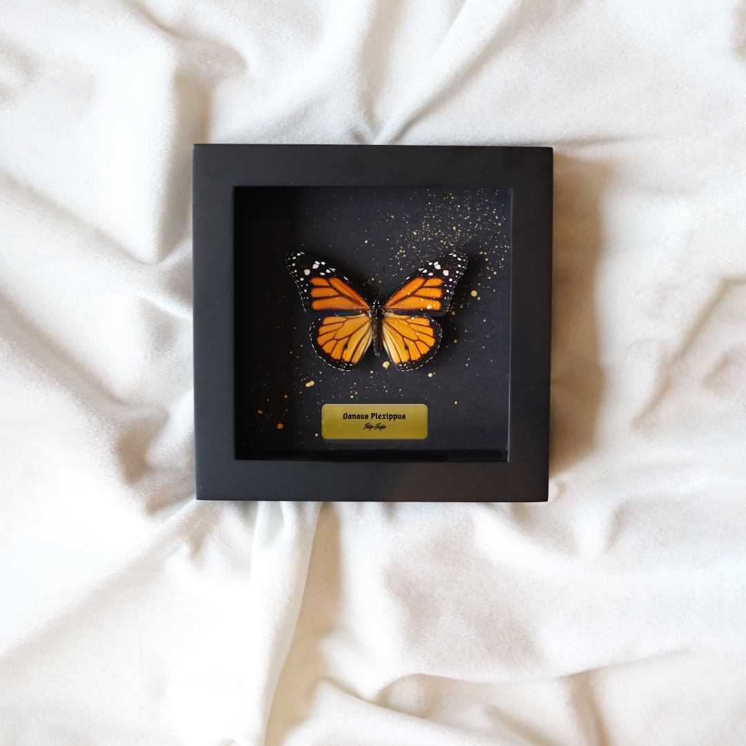 Danaus Plexippus - Framed (small)