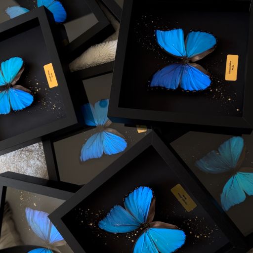 The Framed Butterfly Collection Is Here