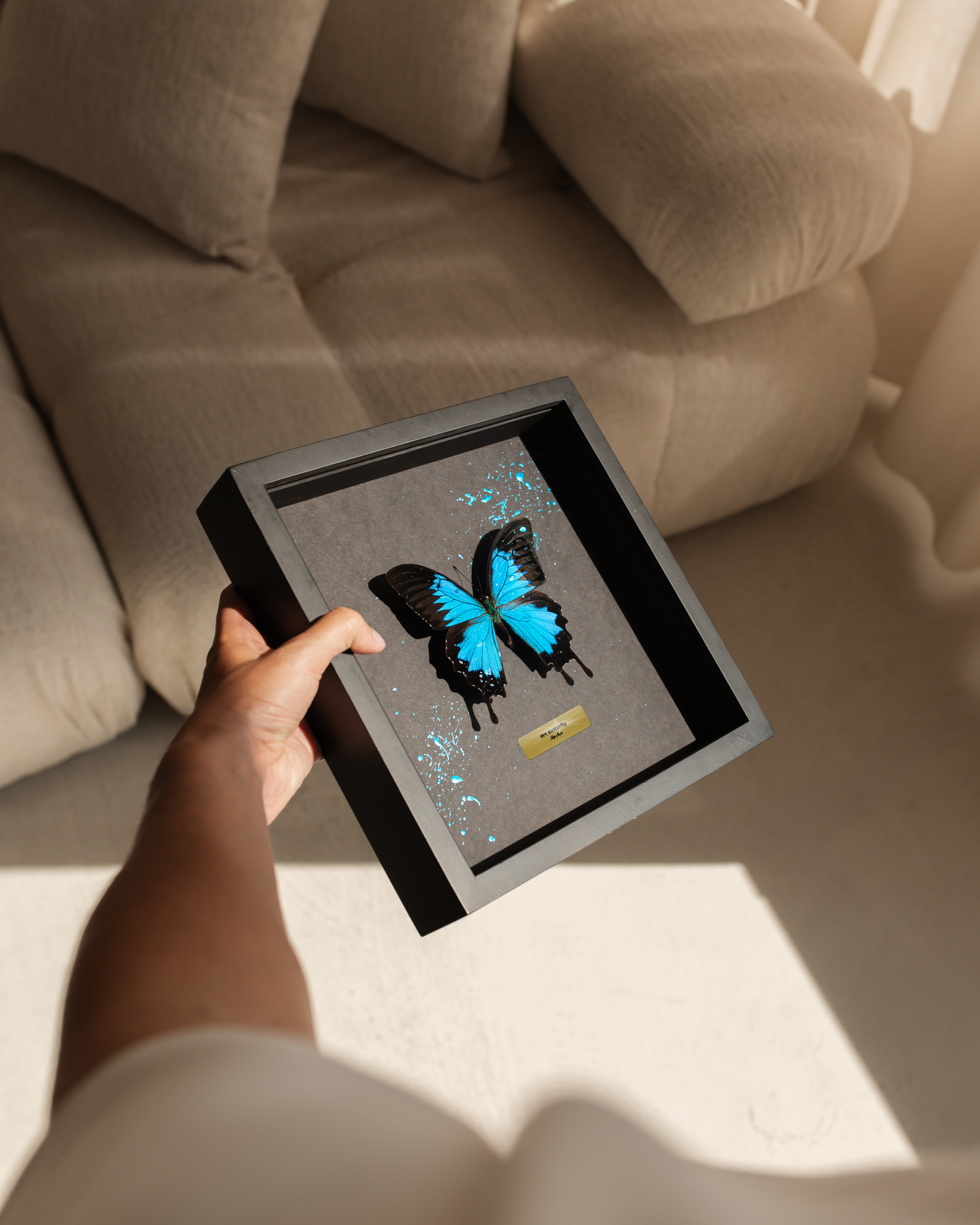 Papilio ulysses - Blue