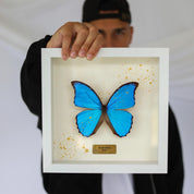 Morpho Didius - (Limited Edition)