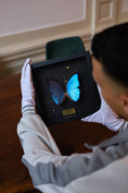 Load image into Gallery viewer, Morpho Didius - Blue
