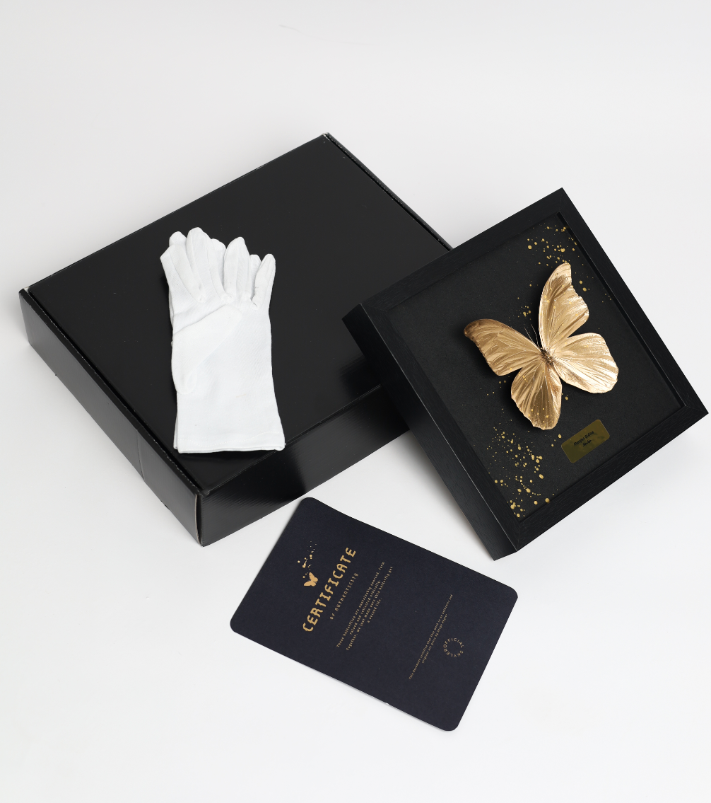 Morpho Didius - Goud