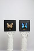 Load image into Gallery viewer, Morpho Didius - Blue
