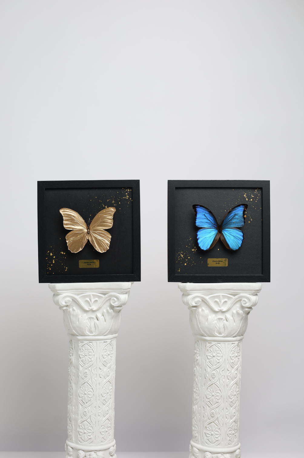 Morpho Didius - Blue