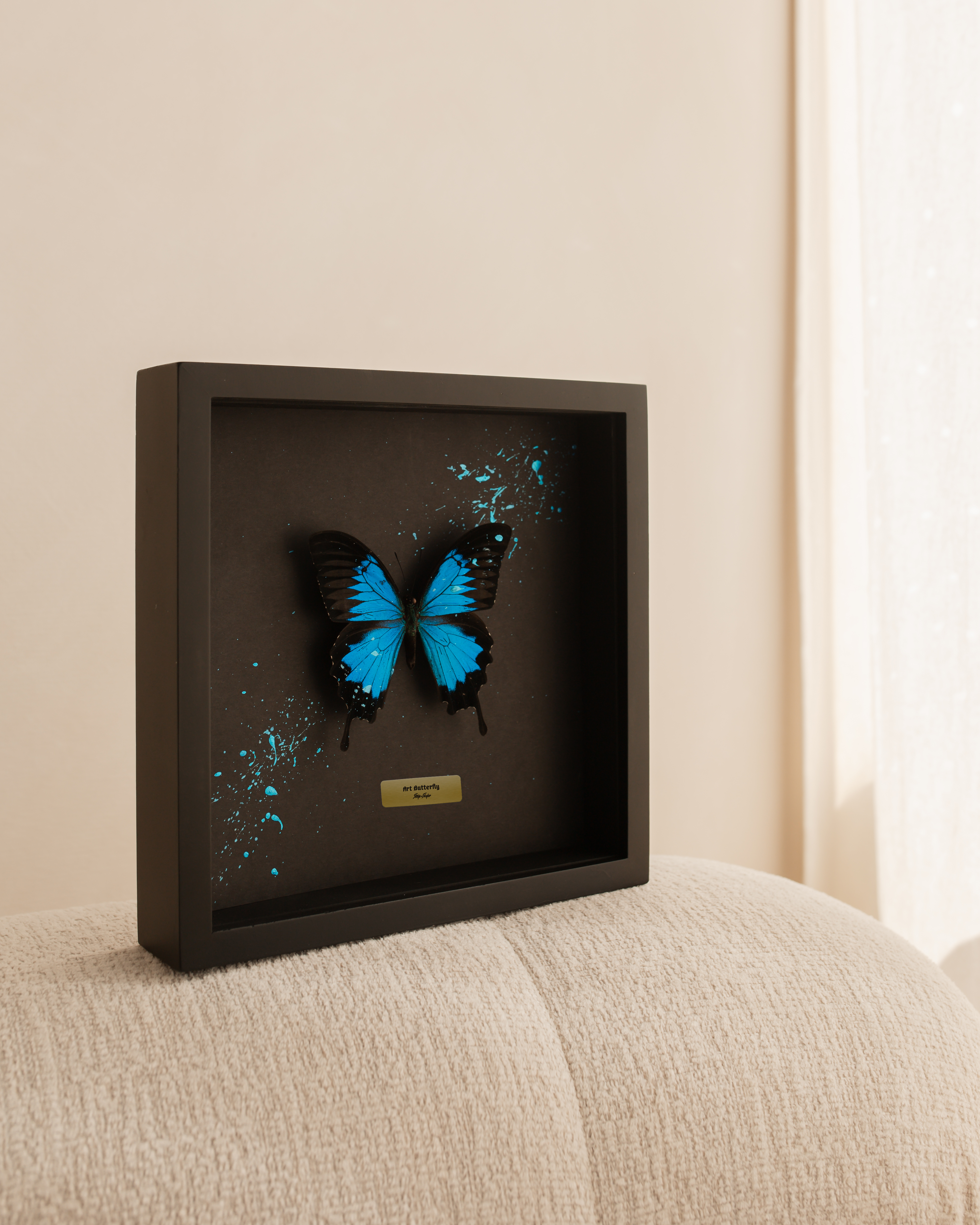 Papilio ulysses - Blue