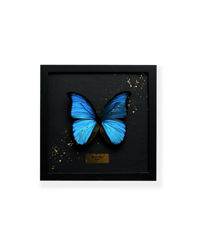 ART BUTTERFLY - BLUE