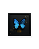 ART BUTTERFLY - BLUE