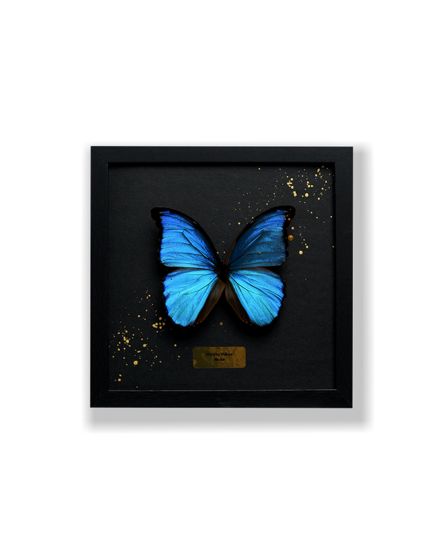 Art Butterfly - Blue