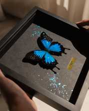 Papilio ulysses - Blue